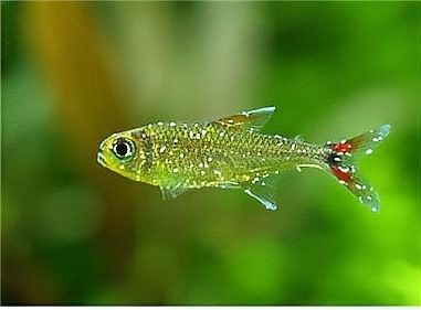 哪些魚更容易感染白斑病：白斑病（白點(diǎn)病）主要由小瓜蟲寄生引起