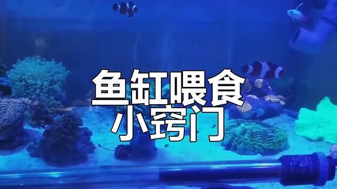 如何訓(xùn)練金龍魚定點(diǎn)接食？：如何訓(xùn)練金龍魚定點(diǎn)接食