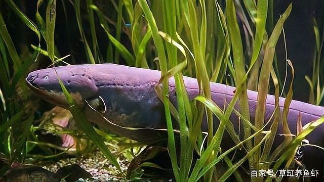 鰻鯛和龍魚能混養(yǎng)嗎？：魚生科技盤點龍魚最適合混養(yǎng)的20種配魚