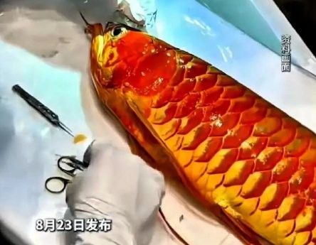 鉆石眼對龍魚壽命有影響嗎：關于龍魚\