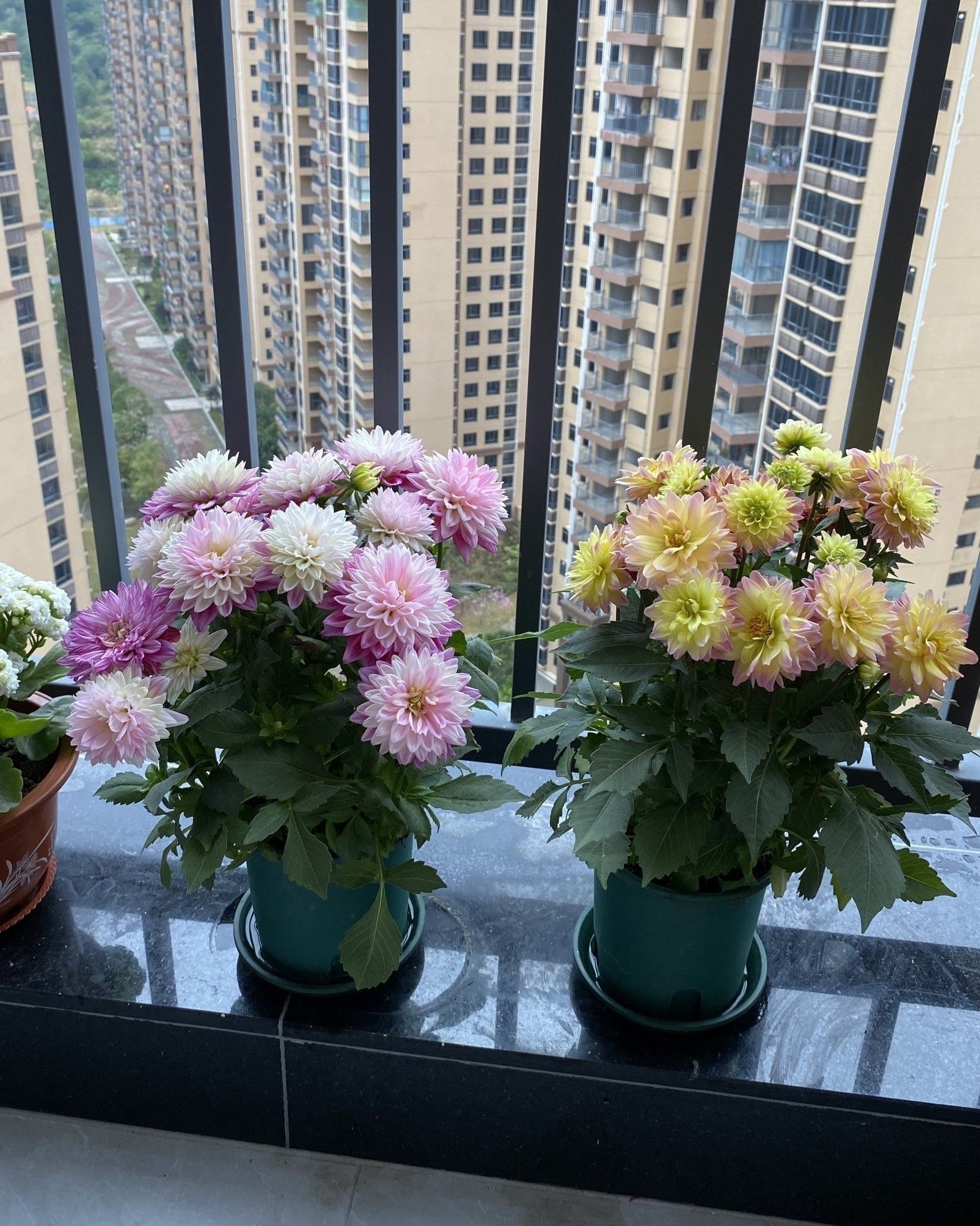深圳龍魚批發市場的營業時間：深圳龍崗區與魚類批發市場信息搜索結果：蛇口漁街海鮮批發市場