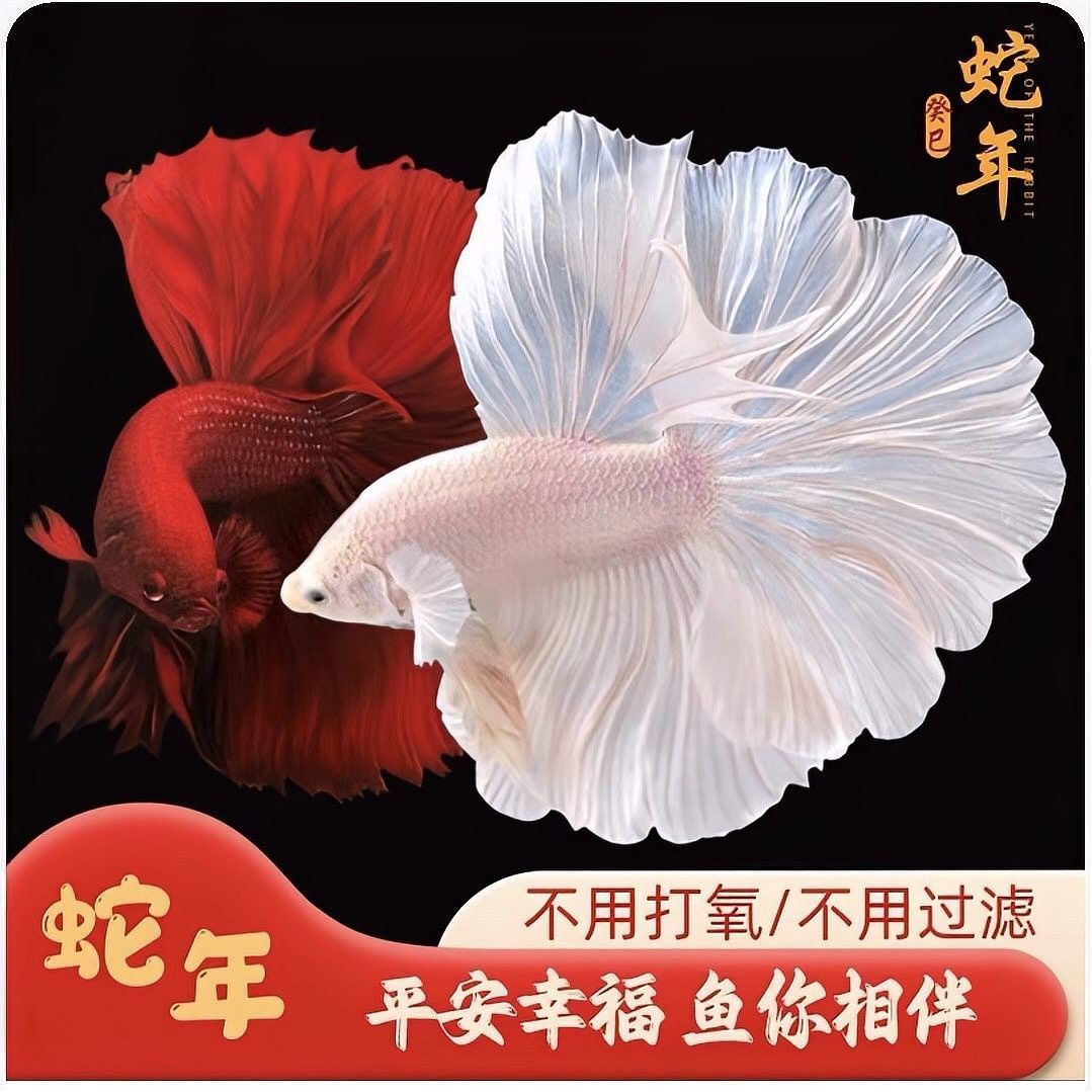 如何判斷紅尾皇冠和龍魚是否適合混養：水質與缸體要求,01:22魚缸混養技巧:注意這三點避免爭斗游跡客