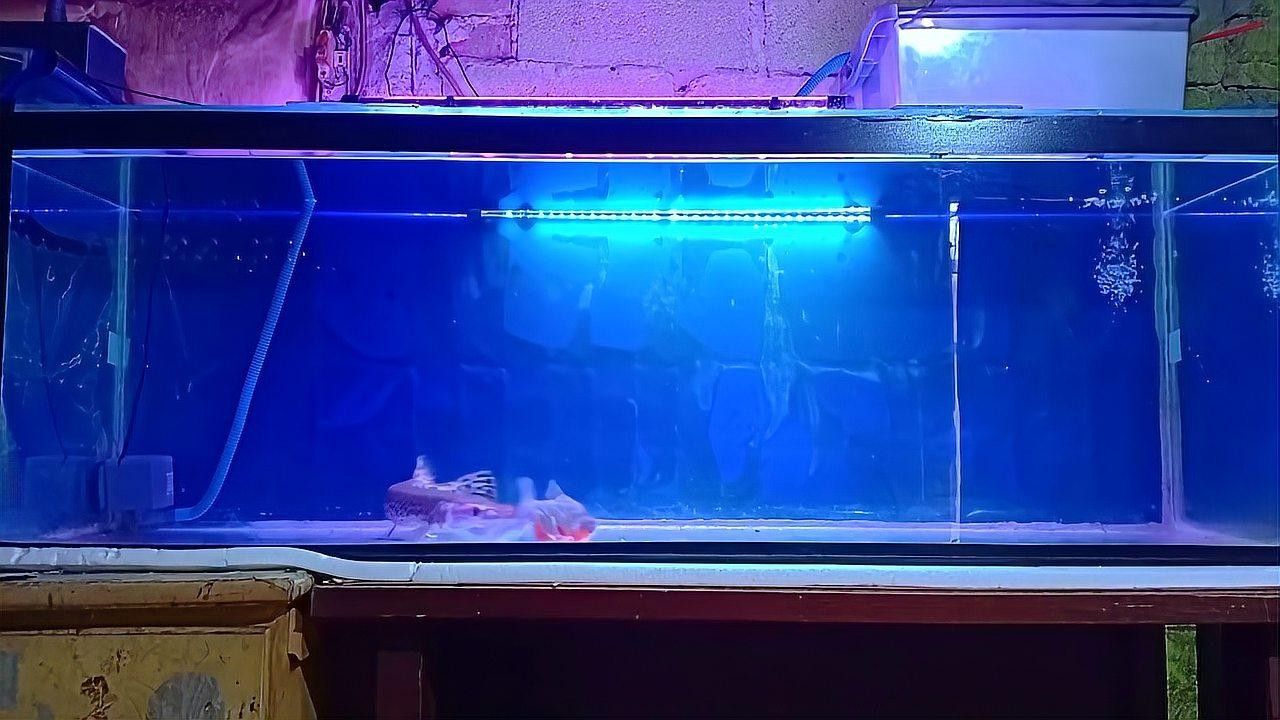 食人魚和鱷雀鱔哪個更厲害：入侵物種鱷雀鱔大戰20條食人魚，是否挑戰成功結果令人意外！