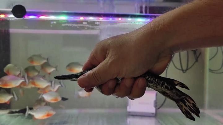 食人魚和鱷雀鱔哪個更厲害：入侵物種鱷雀鱔大戰20條食人魚，是否挑戰成功結果令人意外！