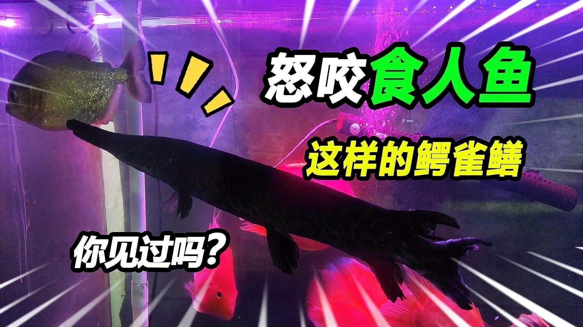 食人魚和鱷雀鱔哪個更厲害：入侵物種鱷雀鱔大戰20條食人魚，是否挑戰成功結果令人意外！