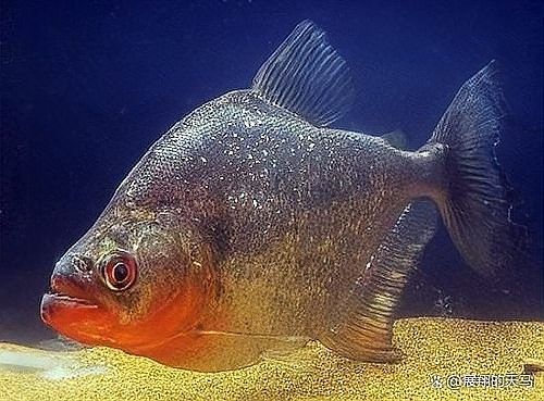 食人魚和鱷雀鱔哪個更厲害：入侵物種鱷雀鱔大戰20條食人魚，是否挑戰成功結果令人意外！