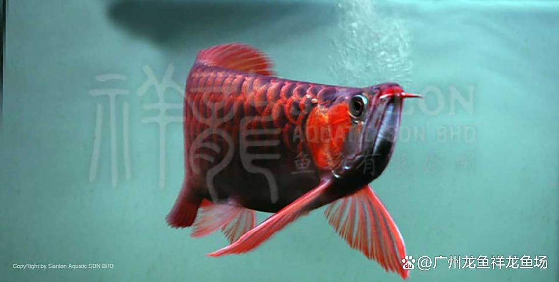 廣南哪個水族館龍魚好？祥龍魚場龍魚：廣州龍魚之家水族館