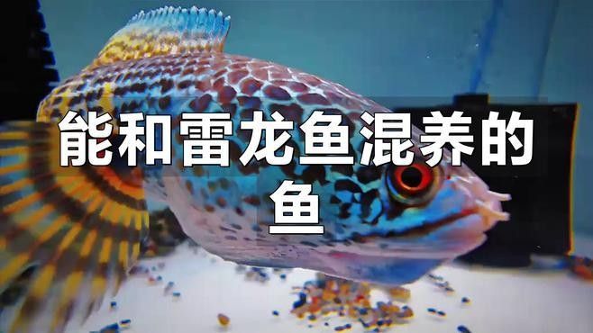雷龍魚和哪種魚可以混養：雷龍魚可以和什么魚一起混養