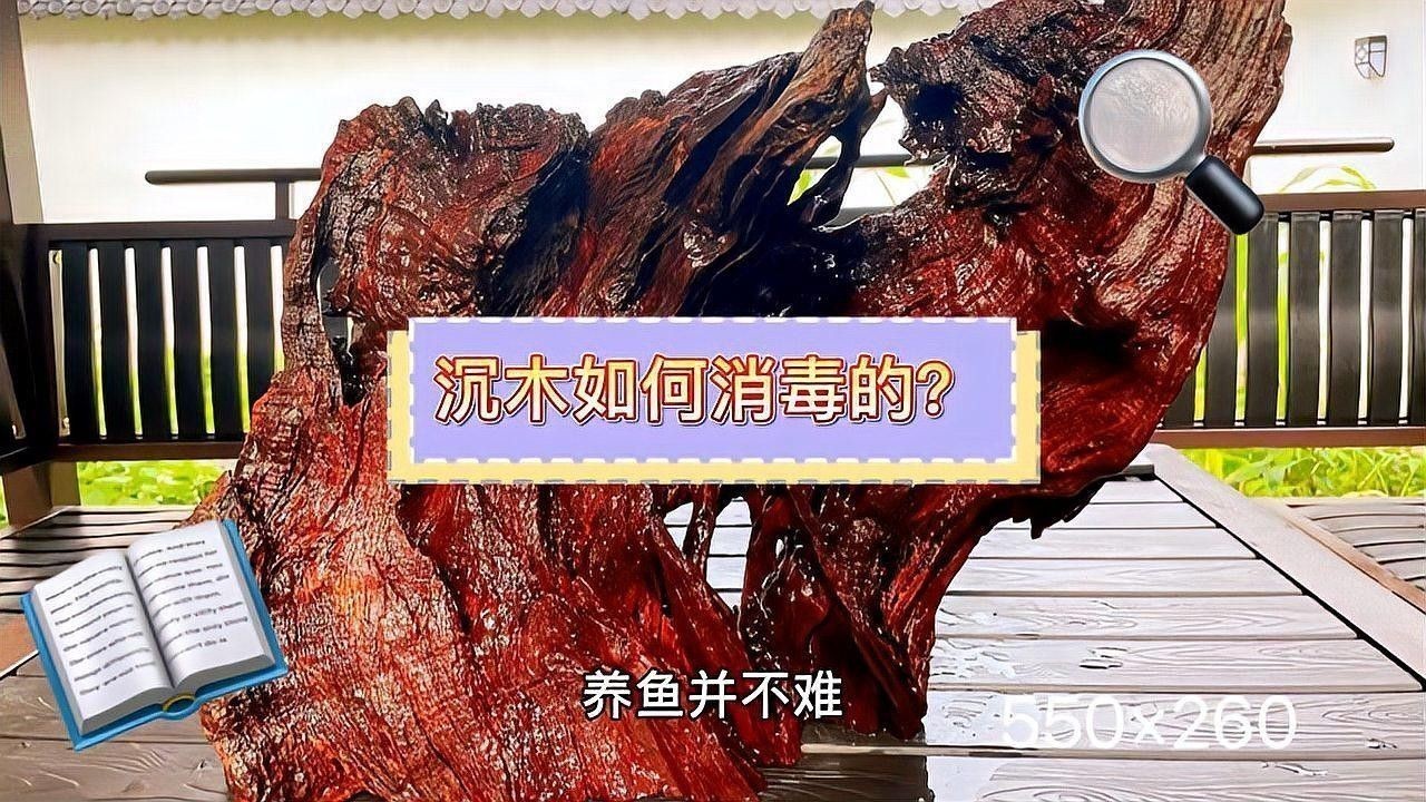 沉木處理后需要消毒嗎？：新買的沉木怎么消毒才科學合理