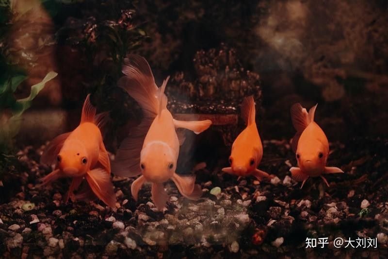沉木處理后需要消毒嗎？：新買的沉木怎么消毒才科學合理