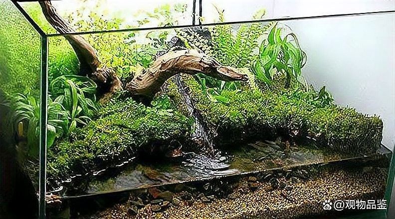 沉木處理后需要消毒嗎？：新買的沉木怎么消毒才科學合理
