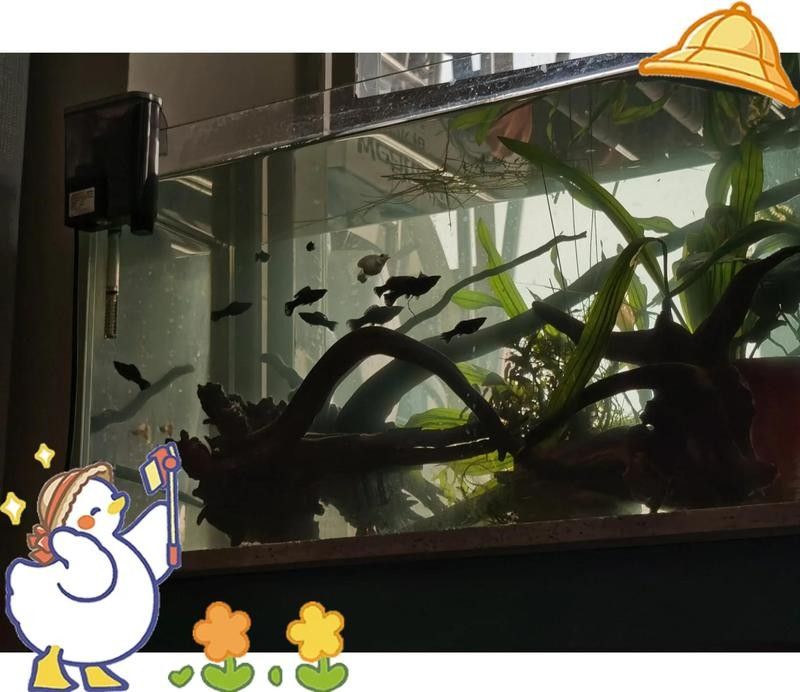 沉木處理后需要消毒嗎？：新買的沉木怎么消毒才科學合理
