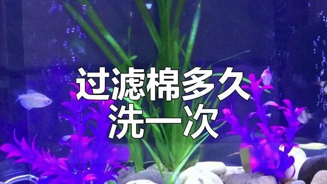 龍魚過濾棉多久清洗一次？：魚缸的過濾棉多久清洗一次