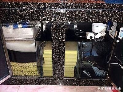 龍魚過濾棉多久清洗一次？：魚缸的過濾棉多久清洗一次