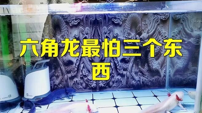 六角恐龍魚有哪些天敵：六角恐龍魚在野外的自然分布范圍有哪些