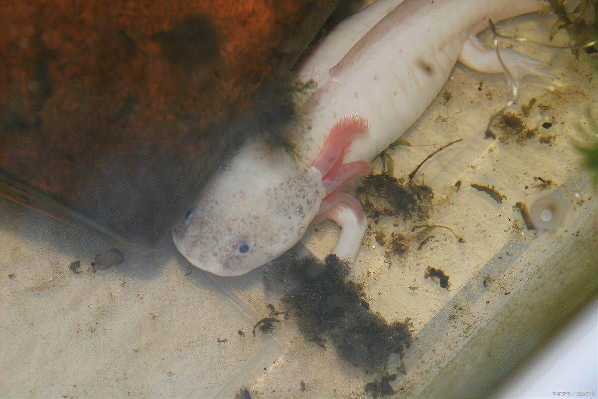 六角恐龍魚有哪些天敵：六角恐龍魚在野外的自然分布范圍有哪些