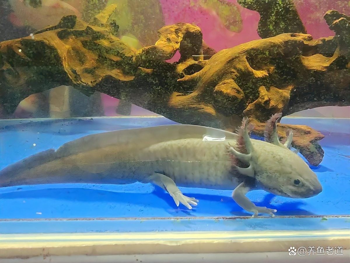六角恐龍魚有哪些天敵：六角恐龍魚在野外的自然分布范圍有哪些