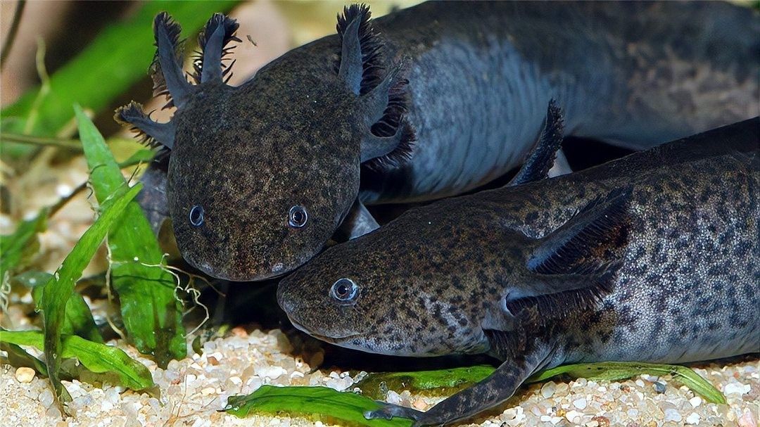 六角恐龍魚有哪些天敵：六角恐龍魚在野外的自然分布范圍有哪些