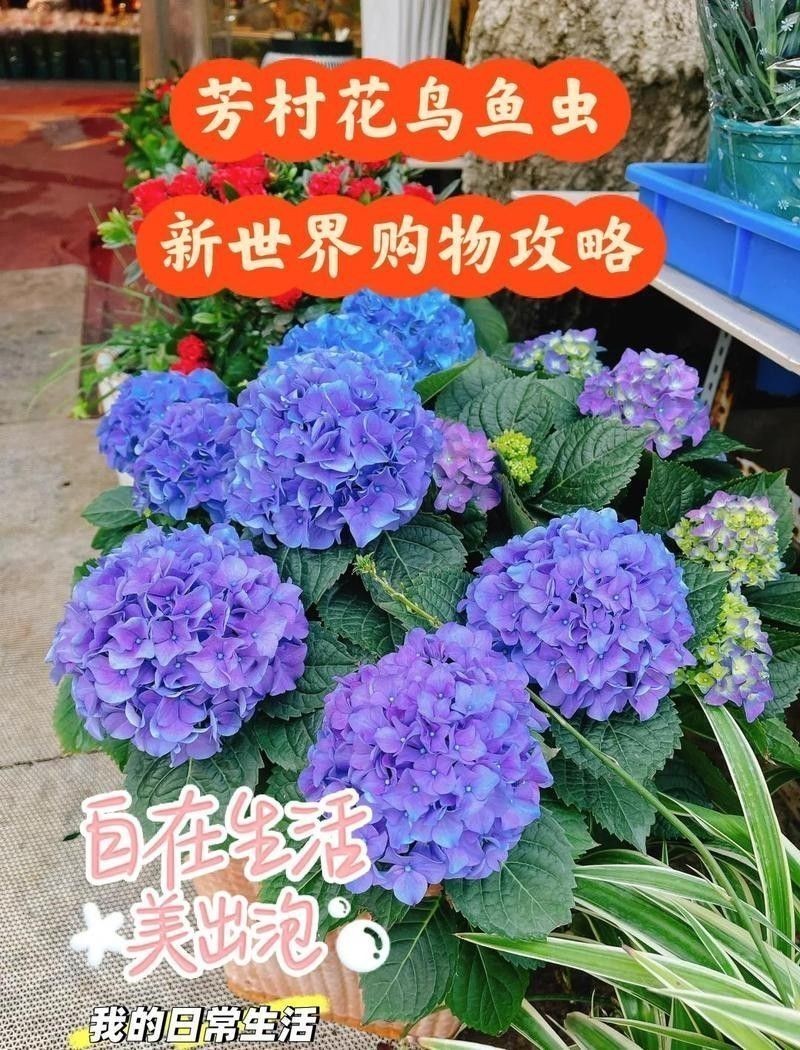 花地灣龍魚市場的地址在哪里？：廣州花地灣花鳥魚蟲批發市場