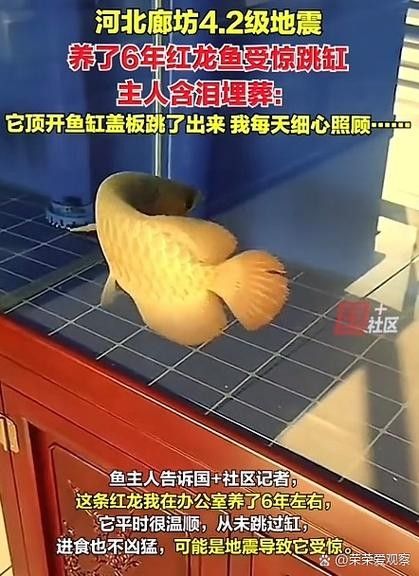 龍魚跳缸怎么辦：龍魚怎么養(yǎng)