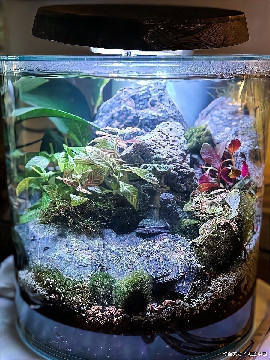 龍魚跳缸怎么辦：龍魚怎么養(yǎng)