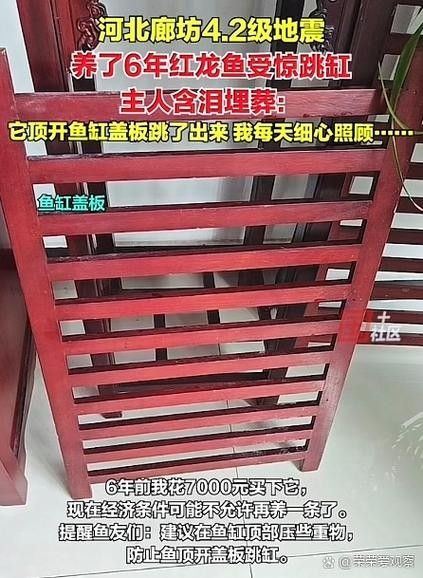 龍魚跳缸怎么辦：龍魚怎么養(yǎng)