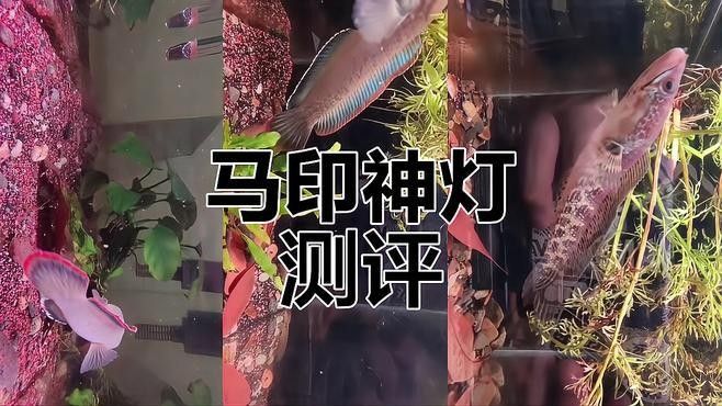 馬印系列燈管哪個型號最好：馬印筒燈怎么選體驗官日記02:43雷龍魚專用燈評測