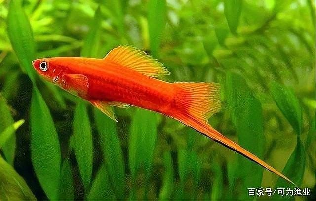 紅箭魚和曼龍魚混養需要多久適應：曼龍魚能和什么魚混養