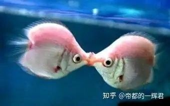 紅箭魚和曼龍魚混養需要多久適應：曼龍魚能和什么魚混養