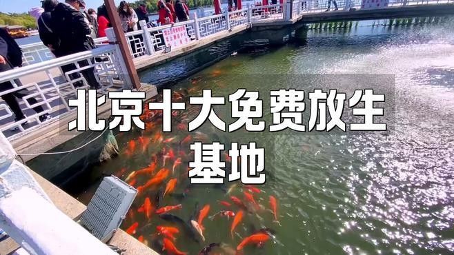哪些水域適合放生雷龍魚(yú)？：北京免費(fèi)放生雷龍魚(yú)基地