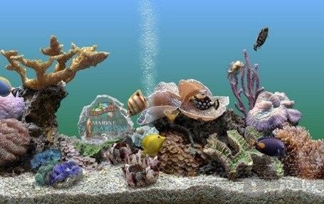 還有哪些平臺提供龍魚屏保？：哪個平臺的龍魚壁紙最受歡迎？