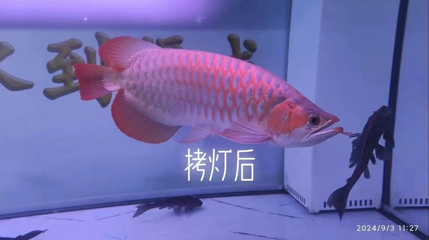 龍魚燈的功率多大合適：養(yǎng)龍魚燈光選擇