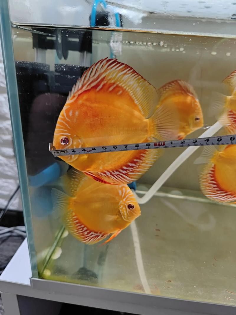 赤瞳黃龍魚有哪些品種：赤瞳黃龍魚養殖攻略毛球翻滾記