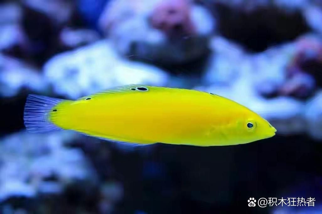 赤瞳黃龍魚有哪些品種：赤瞳黃龍魚養殖攻略毛球翻滾記