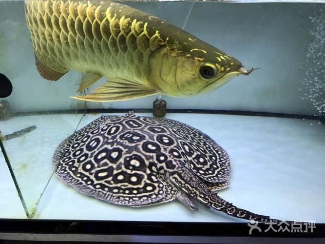 黃山風景哪個水族館龍魚好？祥龍魚場龍魚：黃山風景區、龍魚養殖場信息