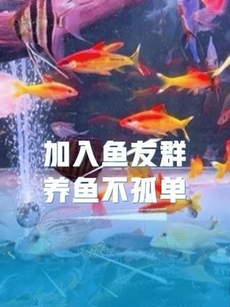 如何聯系到濟南龍魚交流群的群主：北京集鼎龍水族商貿有限公司官方網站聯系濟南龍魚交流群的群主