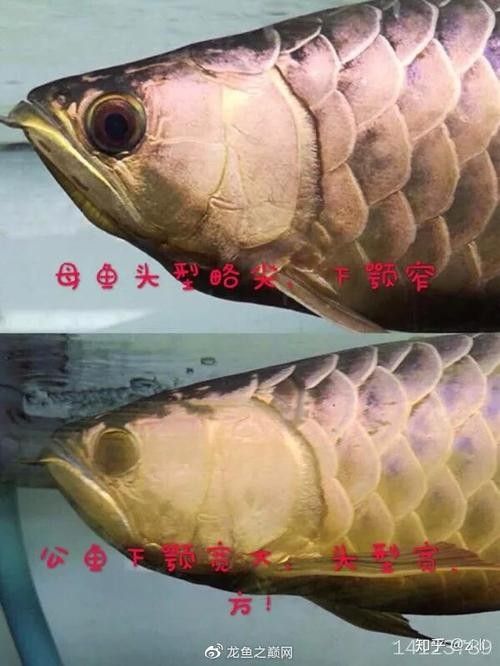 龍魚等級區(qū)分圖解：如何區(qū)分金龍魚