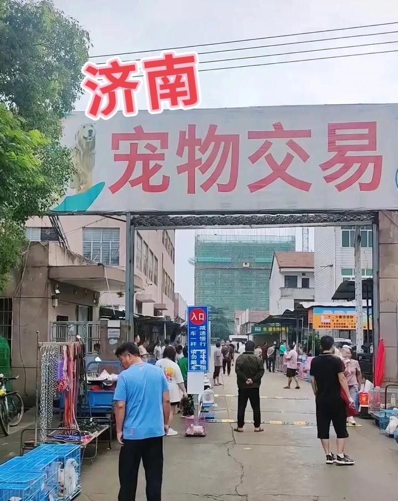 濟南哪個市場賣龍魚最好：濟南華龍水族市場