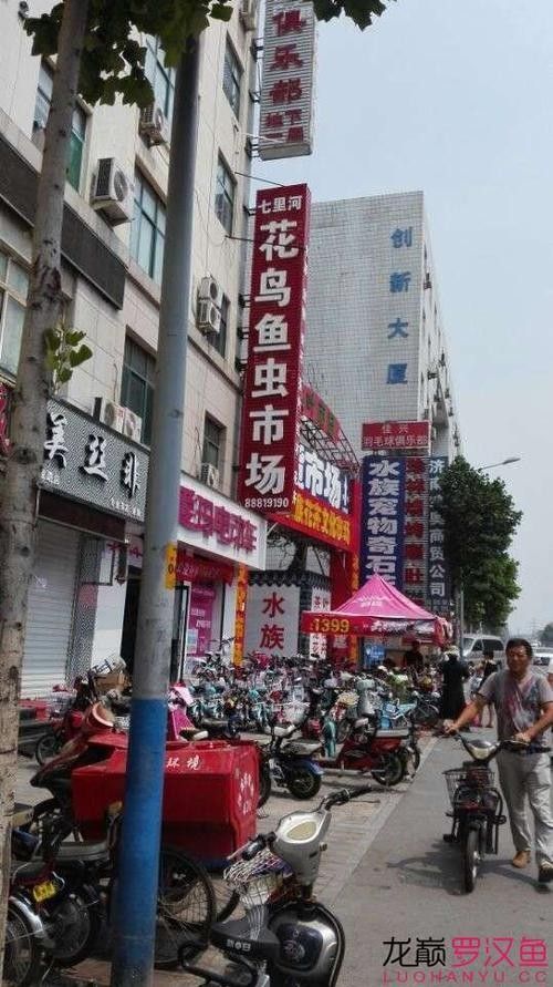 濟南哪個市場賣龍魚最好：濟南華龍水族市場