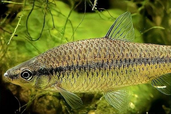 哪種混養(yǎng)搭配最受歡迎：養(yǎng)魚人說魚聽，哪種混養(yǎng)搭配最適合新手？