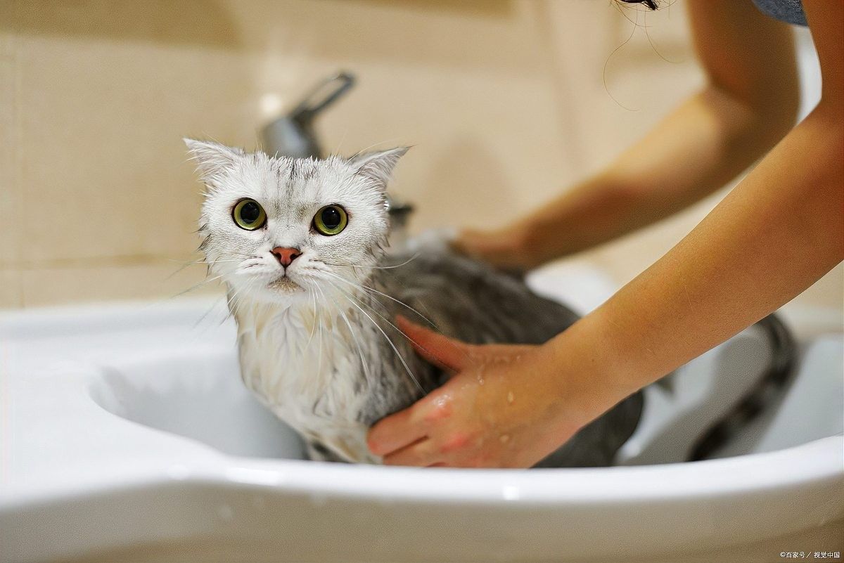 貓洗澡時應注意哪些事項？：給貓咪洗澡的注意事項