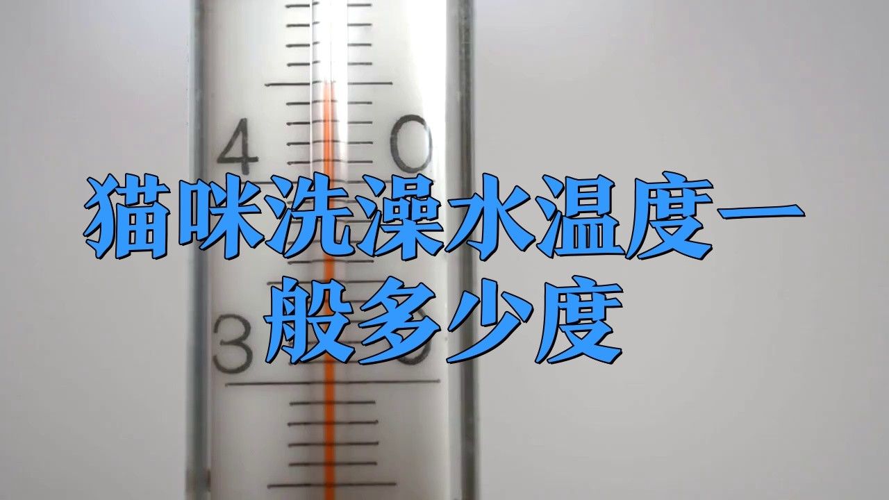 貓洗澡時應注意哪些事項？：給貓咪洗澡的注意事項