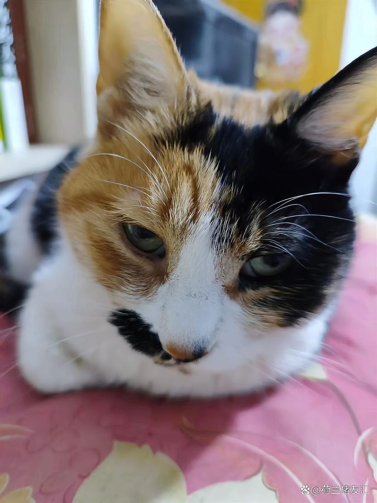 貓洗澡時應注意哪些事項？：給貓咪洗澡的注意事項