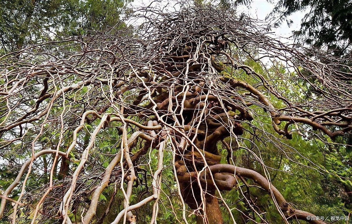 龍魚缸植物多久換一次：龍魚換水頻率與量