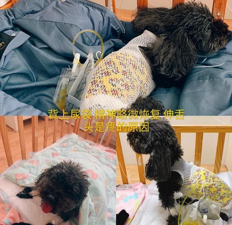 如何判斷過背金龍是否康復？：不可錯過的過背金龍魚挑選技巧! 如何判斷過背金龍是否康復？：不可錯過的過背金龍魚挑選技巧! 龍魚百科 第6張