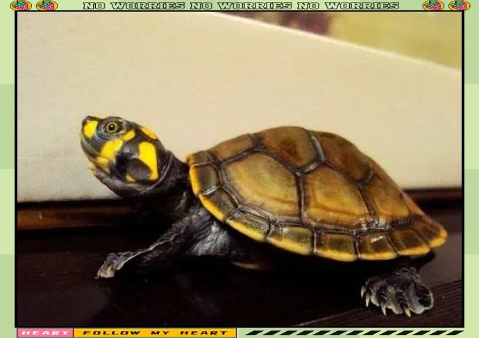 哪種龜最適合與火龍魚混養(yǎng)：適合與火龍魚混養(yǎng)的龜種