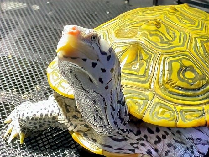 哪種龜最適合與火龍魚混養(yǎng)：適合與火龍魚混養(yǎng)的龜種