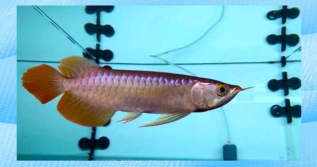 如何預防龍魚鱗片疾病？：定期換水是預防鱗片疾病的核心措施，建議每周更換1/3水量