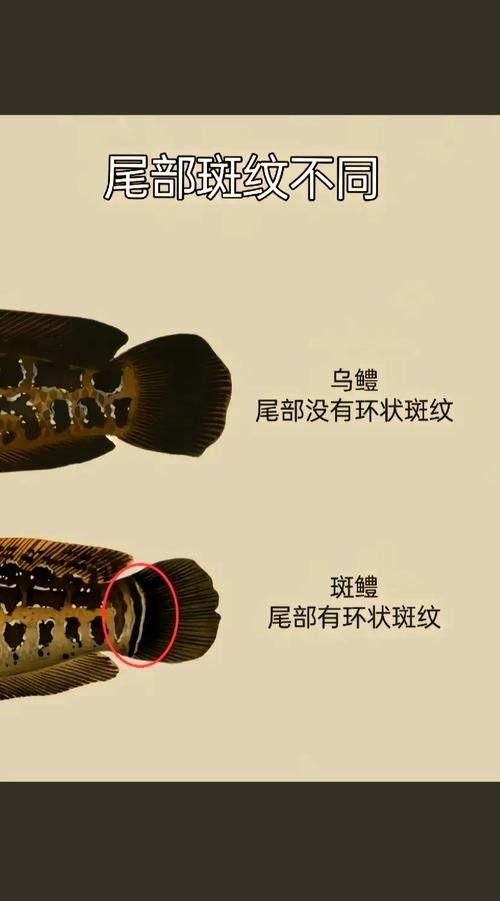 如何鑒別黑龍魚的品相？：共參考3篇資料,01:25辨別野生黑魚的方法