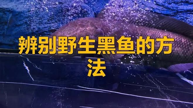 如何鑒別黑龍魚的品相？：共參考3篇資料,01:25辨別野生黑魚的方法